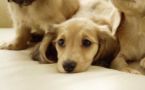 接近成年的狗狗饮食注意事项-很美的
