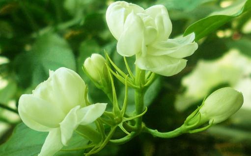 盆栽茉莉的施肥方法-很美的