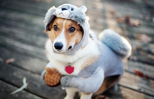 狗狗并不总是喜欢被抚摸 学会抚摸狗狗让它更喜欢你-很美的