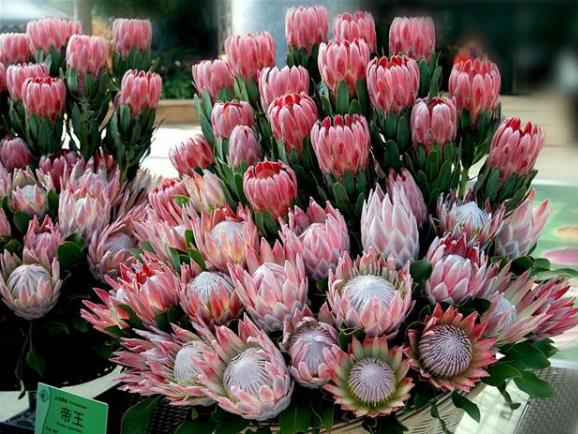 帝王花如何养殖?习性是什么?学会这几点帝王花养起来不难!-很美的