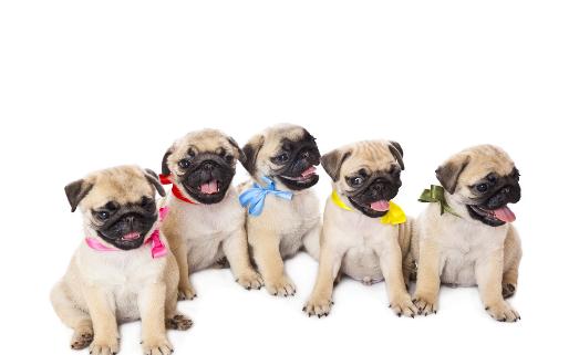 没断奶的小狗怎么照顾？仔犬饲养方法-很美的