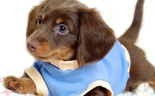 狗狗不可食用的食物 初养幼犬须知-很美的