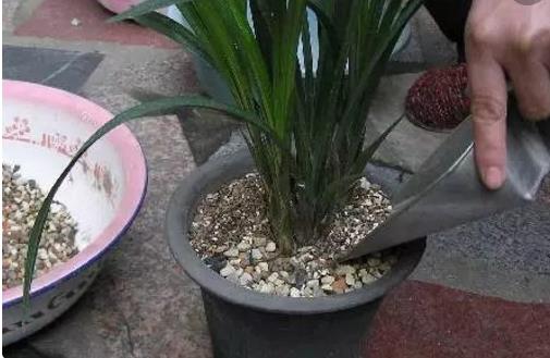 施肥是花卉养护中最为关键的一环 四季施肥那些事-很美的