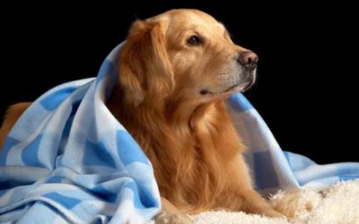 不同的狗狗品种,匹配不同的铲屎官,性格相同才最合适