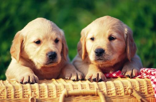 狗狗基础训练三个月开始 各种动作训练方法解读-很美的