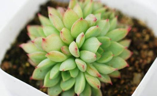 你家的花活不了 学花市选花技巧助你养好花-很美的