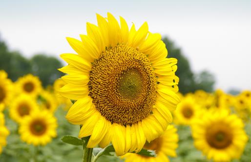 备孕期勿吃的食物大全 备孕期规范饮食拥有健康宝宝-很美的