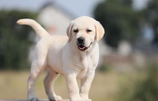 伤害狗狗身体的习惯揭秘 狗狗憋尿对身体伤害很大-很美的