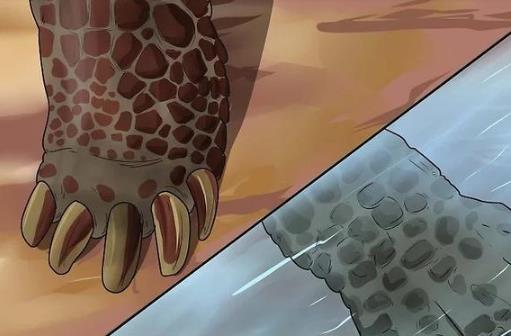 乌龟还有这样几个冷知识,你听说过吗