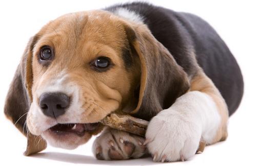 如何训狗?训练狗狗需要正确的方法和耐心