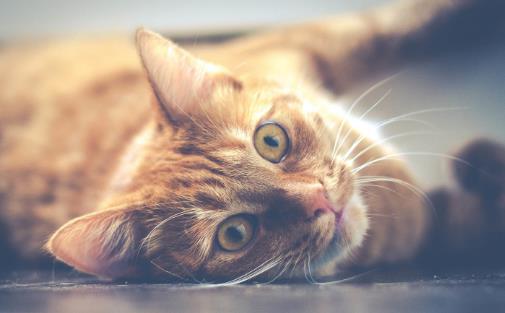 经常让猫咪误会的几个动作 翻肚向你不是要你摸-很美的