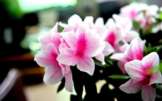 杜鹃花的浇水方法注意事项-很美的