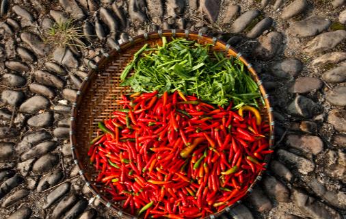 辣椒为什么有辣的,有不辣的?