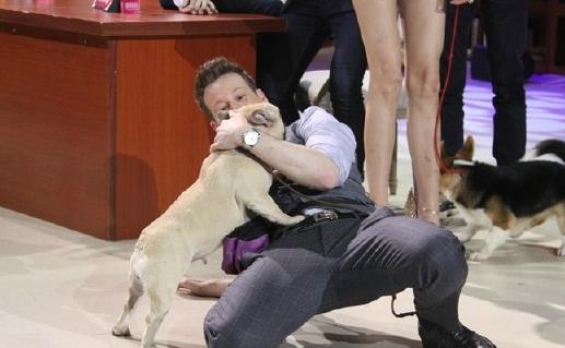 阻止狗扑人的妙招 用最少的时间和精力解决狗扑人-很美的