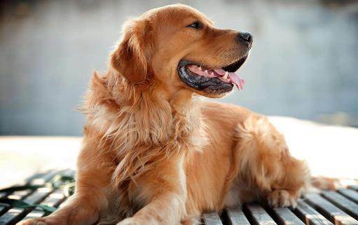 错误方法养狗狗狗老去速度快 铲屎官一定一定要杜绝-很美的