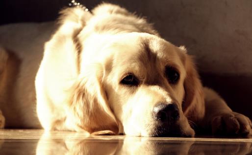 金毛遛完后肉垫竟然受伤 养护狗狗一定要注意的细节-很美的