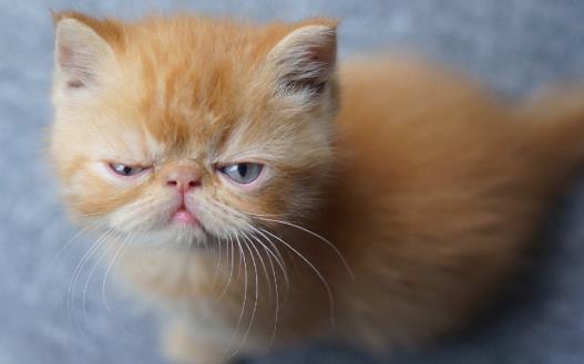 宠物猫攻击人 对待咬人的猫咪纠正训练-很美的