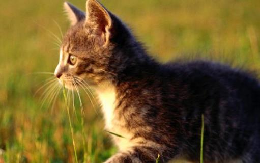 猫咪走丢了 让猫咪自己回家的技巧与注意事项-很美的