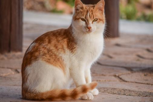 经常让猫咪误会的几个动作,宠主经常做,却不知这样很伤