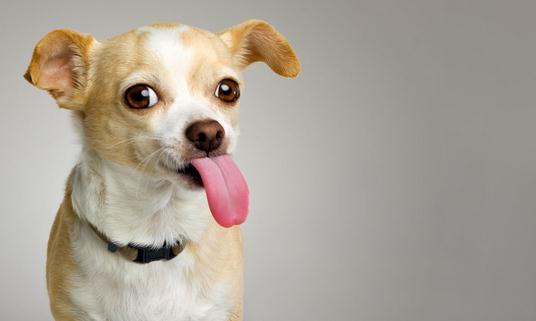 想养狗狗吗?新手养狗的具体攻略-很美的