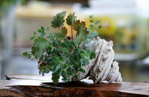 家庭养花需要注意哪些事项?-很美的