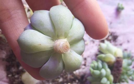 家庭养花:多肉黑腐潜伏期及防治方法