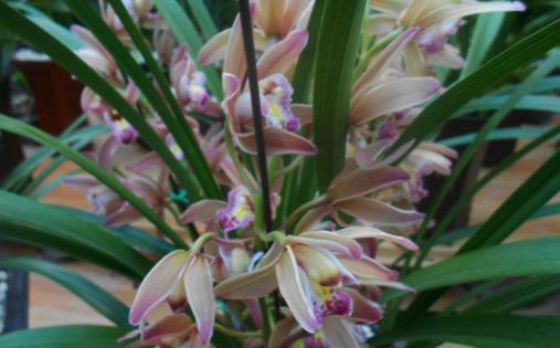 温度高,兰花“问题”多,叶子“干尖”怎么办,这5点要做