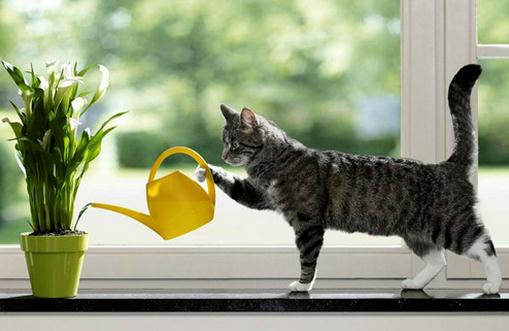 过期牛奶浇花的可行性和注意事项-很美的