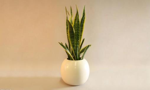 家里有异味 养这些不太起眼还能净化空气的绿色植物-很美的