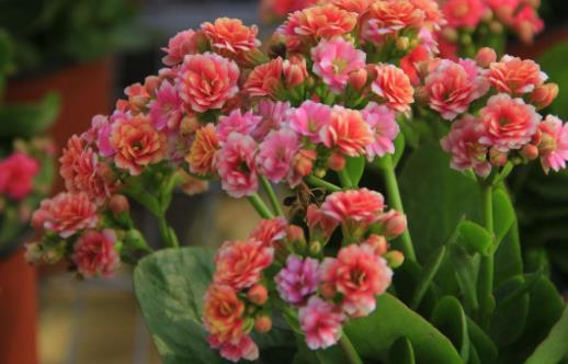 在家想养花就选这3种 开花长达100天-很美的