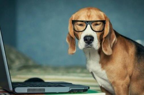 狗狗并不总是想喜欢被抚摸,在这三个场合,碰一下它都会发怒!