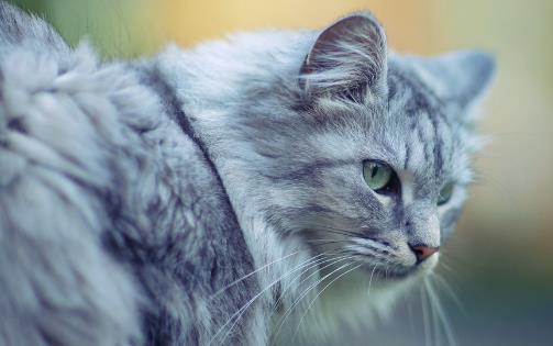 经常让猫咪误会的几个动作,宠主经常做,却不知这样很伤