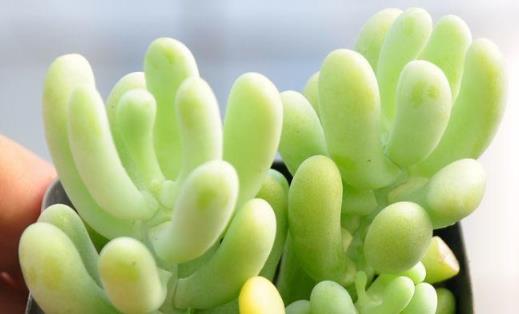 多肉十大美人系列 胖成球的最好看