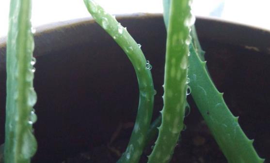 孕期的饮食禁忌 避免吃到不利于胎儿发育的食物-很美的