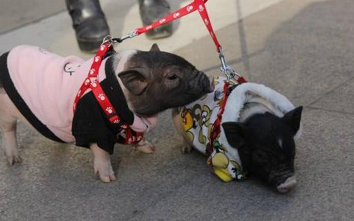 遛狗算什么溜猪才新潮 长不大的迷你猪备受关注-很美的