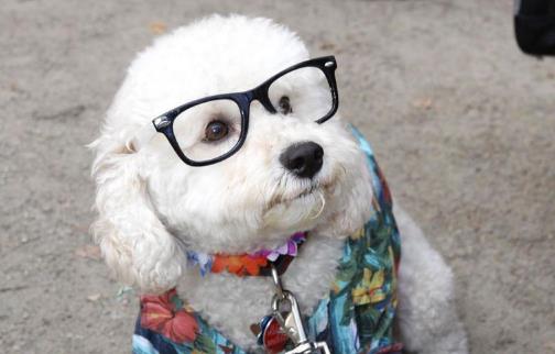 狗狗的视力是否足够晚上看东西 狗眼色区揭秘-很美的