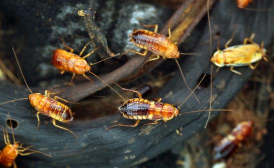 灭蟑螂还在只用蟑螂药吗 简单易学的居家灭蟑小妙招-很美的