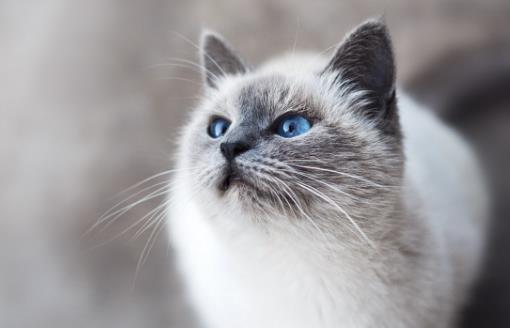 经常让猫咪误会的几个动作,宠主经常做,却不知这样很伤