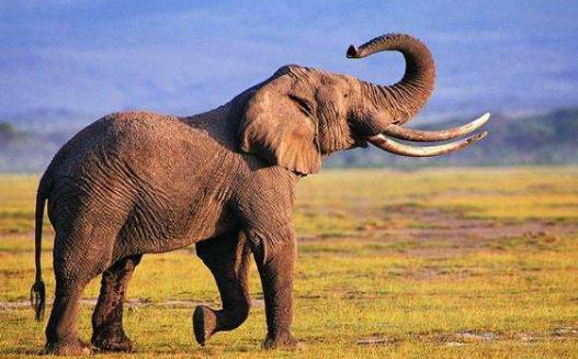 长鼻子的动物新奇古怪 长鼻子有出人意料的新奇功能-很美的