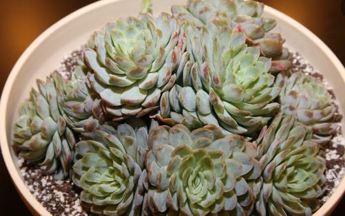 养花的误区 别再摧残你家的植物啦-很美的