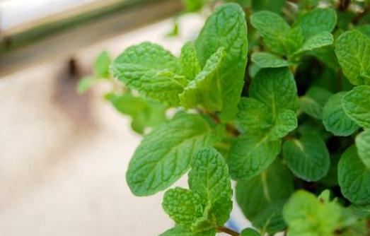 让薄荷盆栽爆盆的方法-很美的