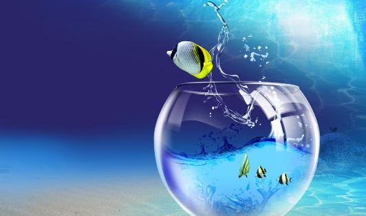 鱼缸的清理方法-很美的