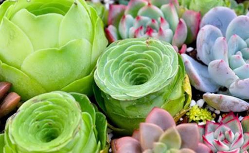 家庭养花:多肉黑腐潜伏期及防治方法