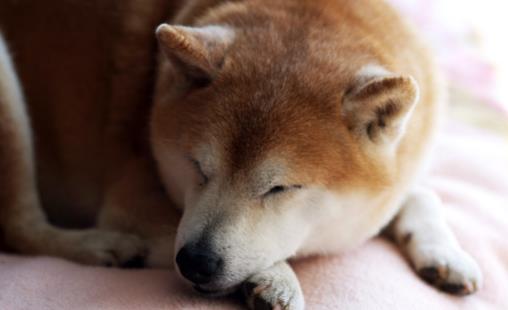 狗狗多大开始训练?基础训练三个月开始