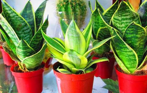 家庭养花 放着也能活的虎皮兰-很美的