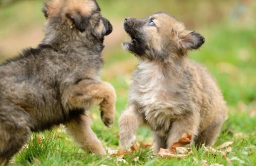 狗狗并不总是想喜欢被抚摸,在这三个场合,碰一下它都会发怒!