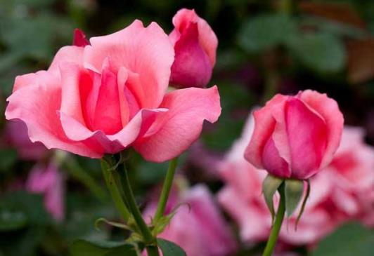 月季花怎么养 养月季花的注意事项-很美的