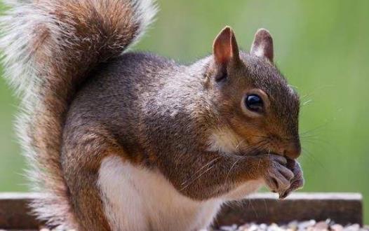 松鼠竟能与响尾蛇抗衡 松鼠传奇-很美的
