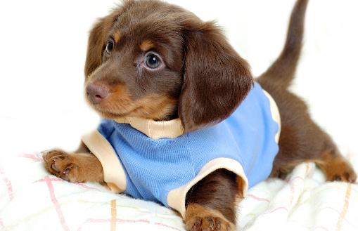 不要这样养狗,狗狗老去的速度,铲屎官再也追不上了