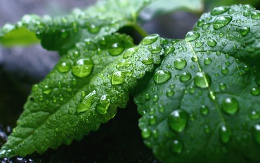 用植物驱赶蚊虫 有驱蚊虫效果的植物-很美的